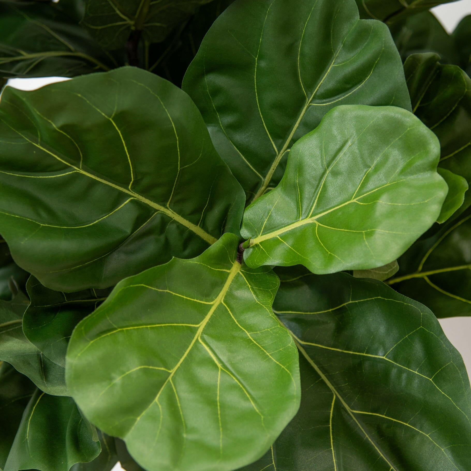 Artificial Silk Fiddle Natural Trunk FR Tree Leave close up