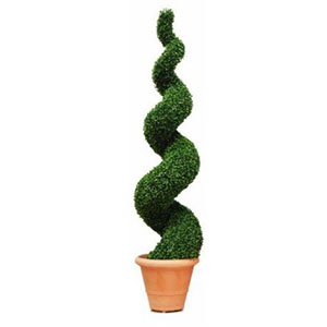 Boxwood Buxus Topiary