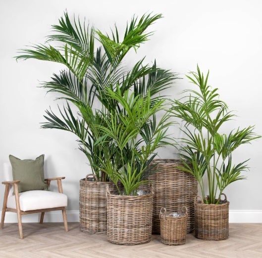 Oxford natural wicker finish planters displayed with artificial palms in an interior setting