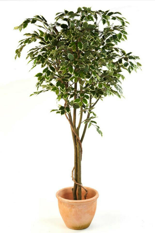 Artificial Ficus Trees