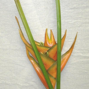 Artificial Heliconia Flower Single Stem