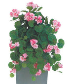 Artificial Silk Trailing Geranium Bush