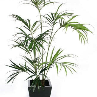 Artificial Silk Kentia Palm Tree IFR