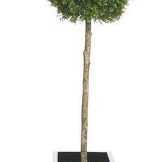 Artificial Topiary Buxus Single Ball