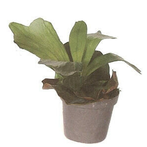Artificial Staghorn