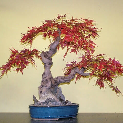 Artificial Japanese Maple Bonsai Tree