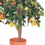 Artificial Mini Fruit Tree