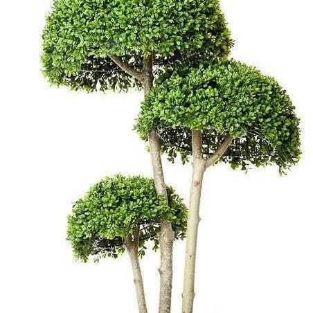 Artificial Boxwood Triple Stemmed Ball Tree