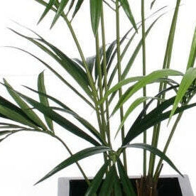Artificial Silk Kentia Palm Tree IFR
