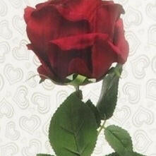 Rose, Valentine Gift