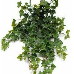 Artificial Plastic Trailing English Ivy (UV)
