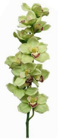 Artificial Cymbidium Orchid (Real Touch)