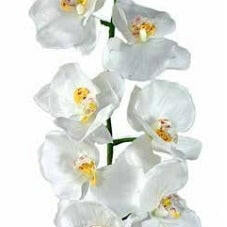 Artificial Phalaenopsis Orchid (Real Touch)