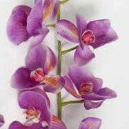 Artificial Phalaenopsis Orchid (Real Touch)