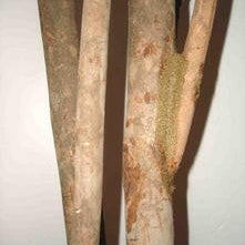 Artificial Silk Dracaena Reflexa Tree IFR