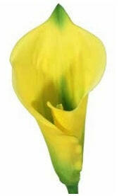 Artificial Large Silk Calla Lily