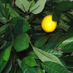 Artificial Silk Lemon Fruit Tree