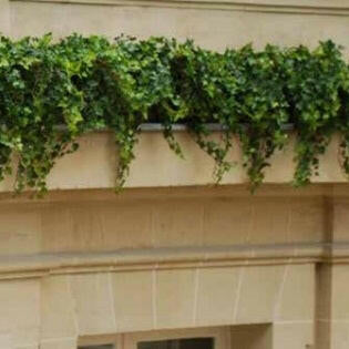 Showing our artificial Ivy in situ