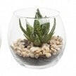 Artificial Succulents In Bubble Glass