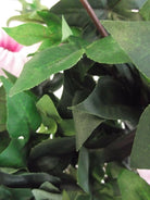 Artificial Silk Trailing Morning Glory