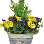 Artificial Cedar and Pansies in a Planter