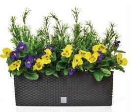 Artificial Pansy and Podocarpus in Rato Trough