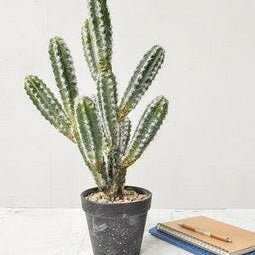 Artificial Cactus Plants in Black Pot