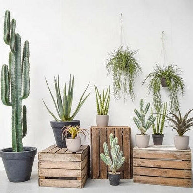 Part of our artificial Cacti, Cactus and Air Plant range