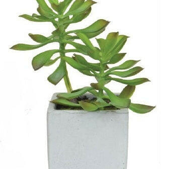 Artificial Succulent in White Cement Pot