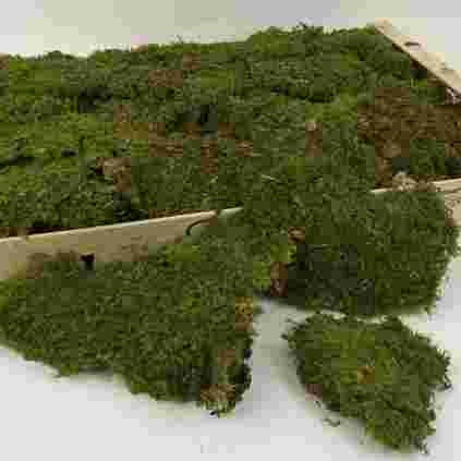 Dried Flat Preserved Moss Box 1kg