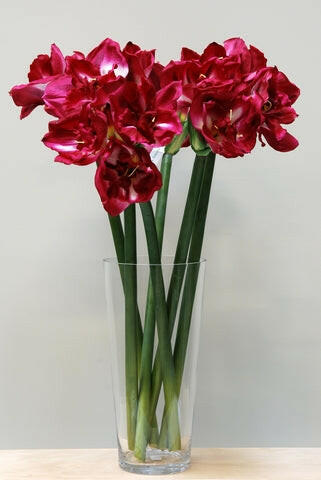Artificial Queen Amaryllis (Real Touch)
