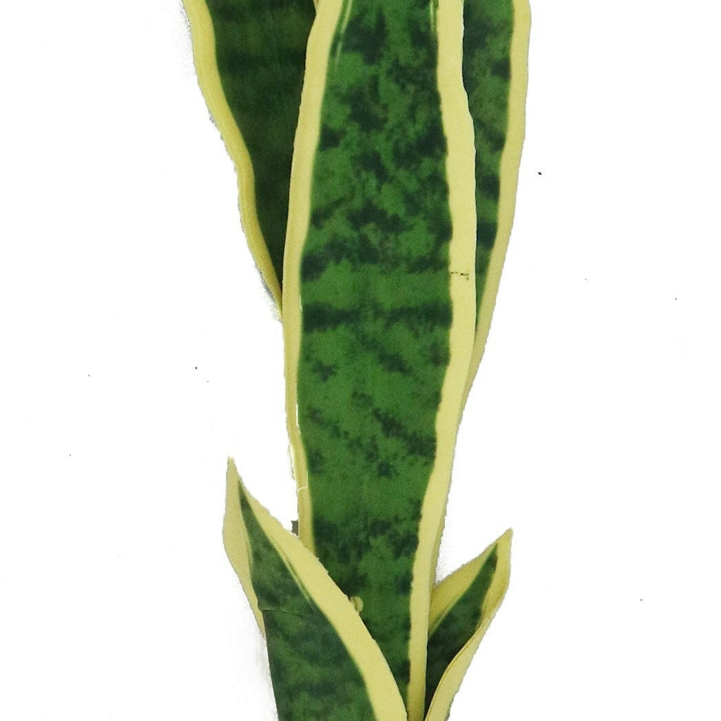Artificial Silk Sanservera Plant