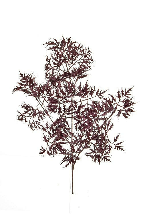 Artificial Silk Ming Aralia Spray FR