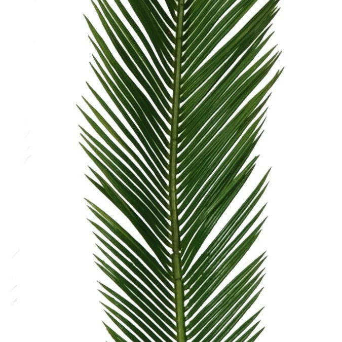 Artificial Silk Cycas Palm Leaves FR