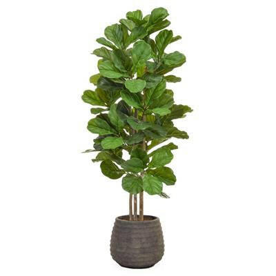 Artificial Silk Fiddle Tree in Taupe Pot