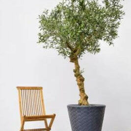 Luxury Artificial Silk Bespoke Olive Tree Deluxe on Coffee Stem in Pot