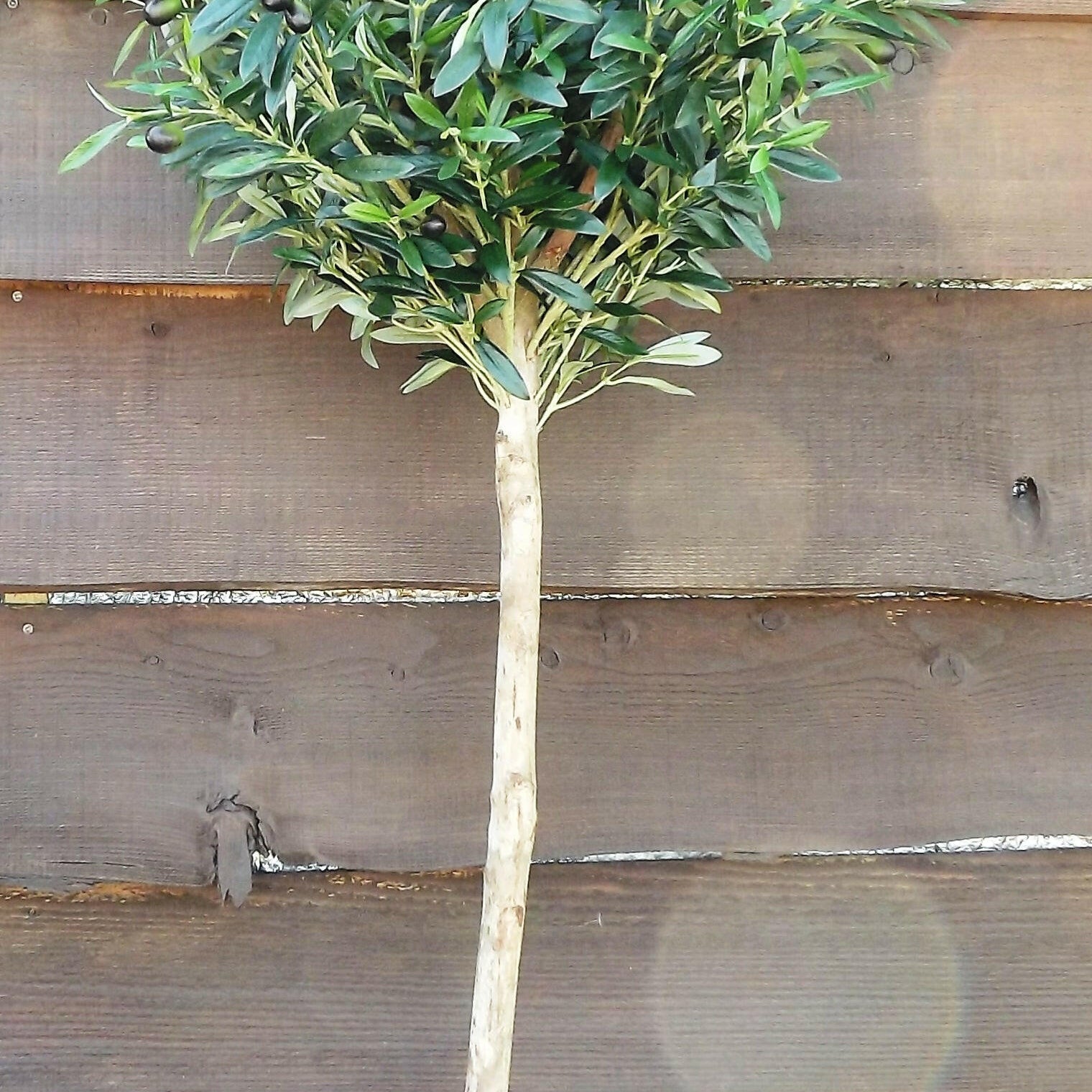 Artificial Silk Olive Topped Tree