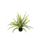 Artificial Boston Fern in Soil Ball