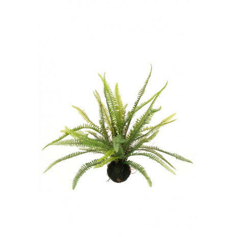 Artificial Boston Fern in Soil Ball