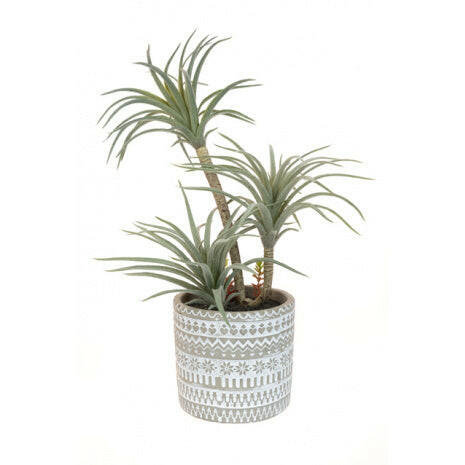 Airplant in Patterned Pot