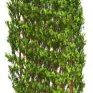 Artificial Natural Trunk Hedge