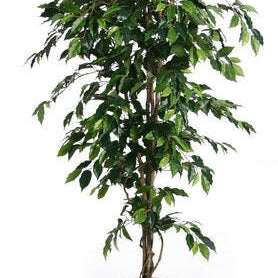Artificial Silk Fat Ficus Tree UV
