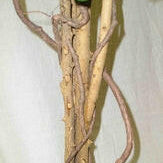 Ficus Natural Wood Stems