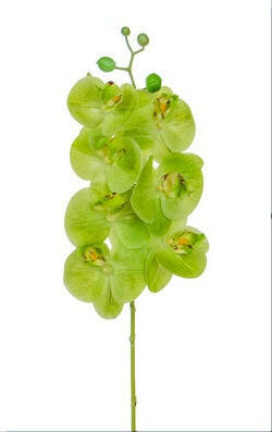 Artificial Silk Phalaenopsis, Real Touch