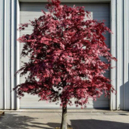 Artificial Bespoke Large Maple Tree