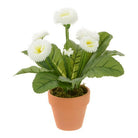 Justartificial Potted Bellis in Terracotta Pots White