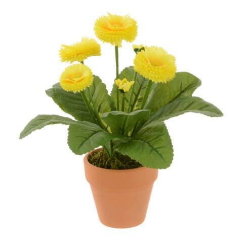 Potted Bellis in Terracotta Pots Yellow