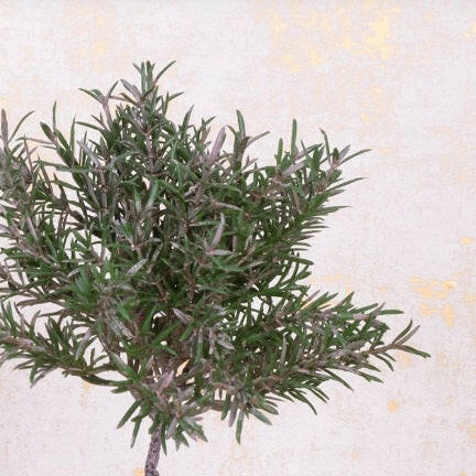 Just artificial Potted Rosemary Topiary Tree close up