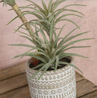 Airplant in Patterned Pot close up