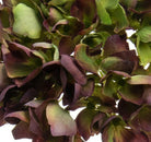 Justartificial.co.uk Hydrangea Burgundy 46cm close up